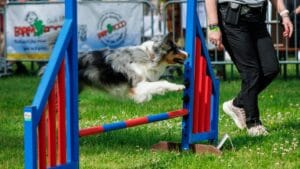 Een deelnemer doet mee met het agility parcours