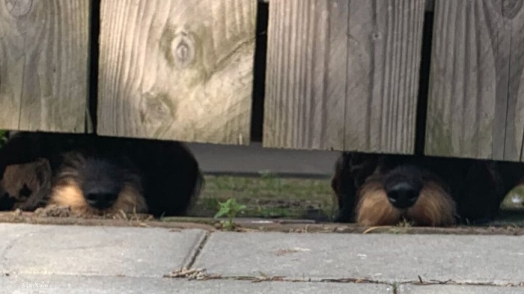 Kayce treedt op tijdens Gluren bij de Buren in Soest