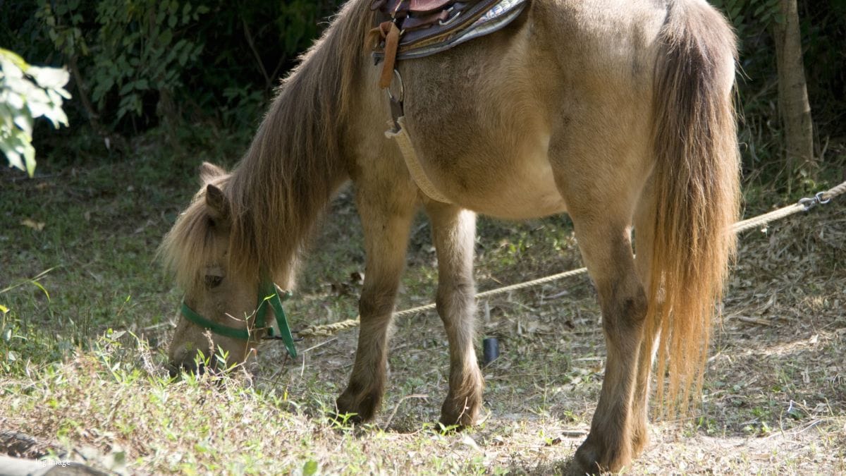 Verkiezing mooiste oude paard