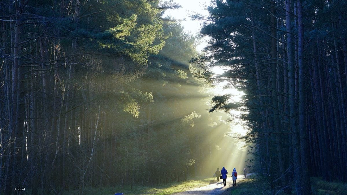 Natuurwandeling geeft brein rust en verlaagt stress Natuurwandeling geeft brein rust en verlaagt stress