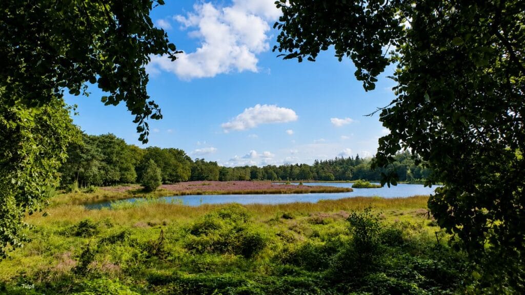 Pluismeer Soest