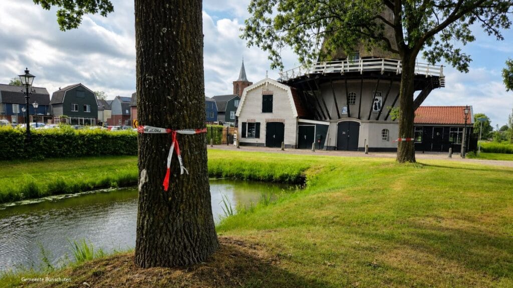 Eikenprocessierupsen ontdekt in Bunschoten