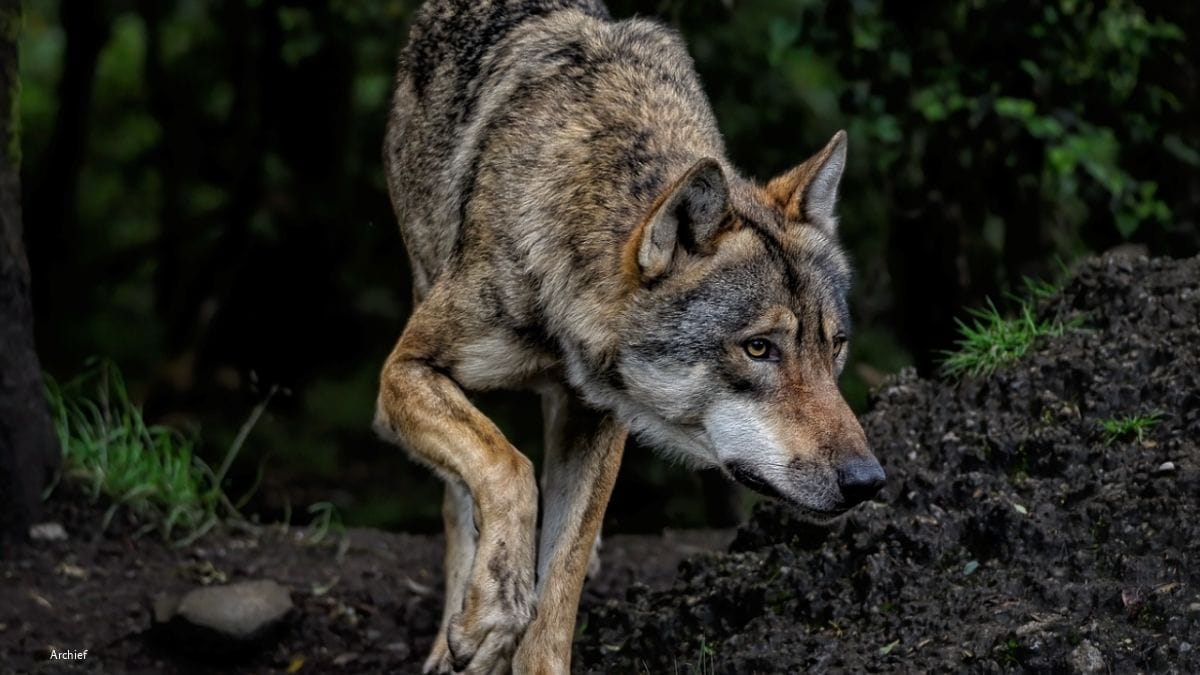 Evaluatie probleemwolf legt knelpunten bloot: provincie kreeg steeds grotere rol