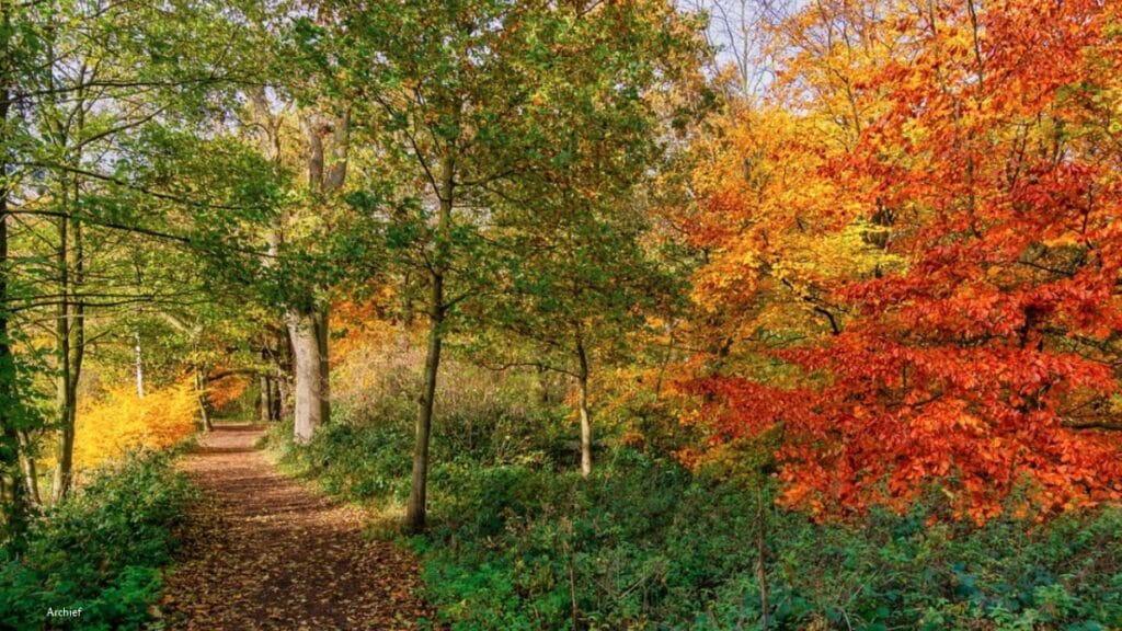 Partij voor de Dieren blijft strijden voor behoud Oude Tempelbos