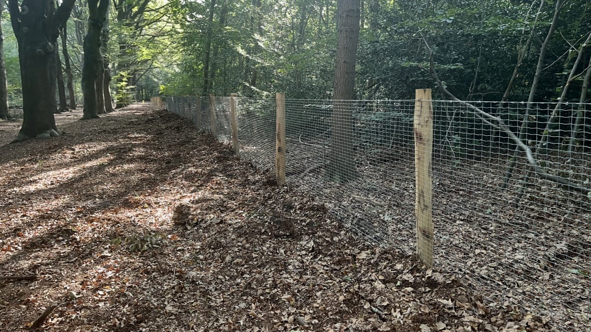 Waarom de strijd om het Oude Tempelbos al jaren voortduurt Dassenrooster Cropped