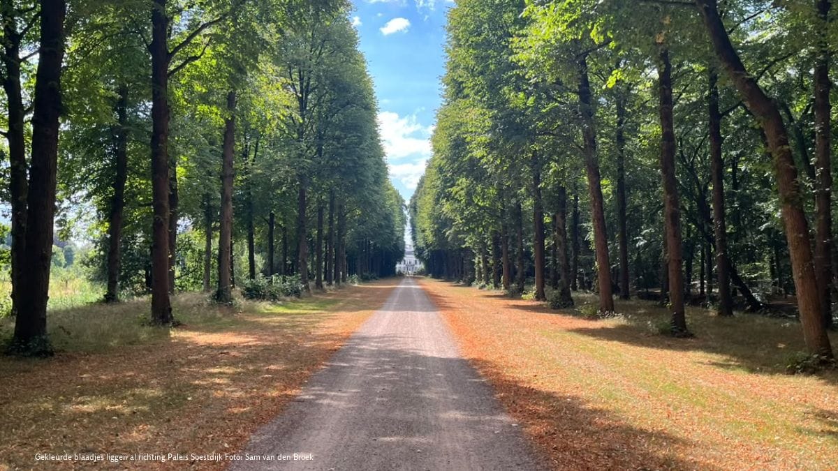 Bomen in overlevingsstand door droogte: ‘Het elastiekje knapt een keer’ Herfst richting het paleis