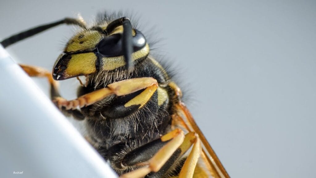 Slecht wespenjaar: juist daarom worden de wespen geteld