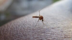 Westnijlvirus duikt op Westnijlvirus duikt op