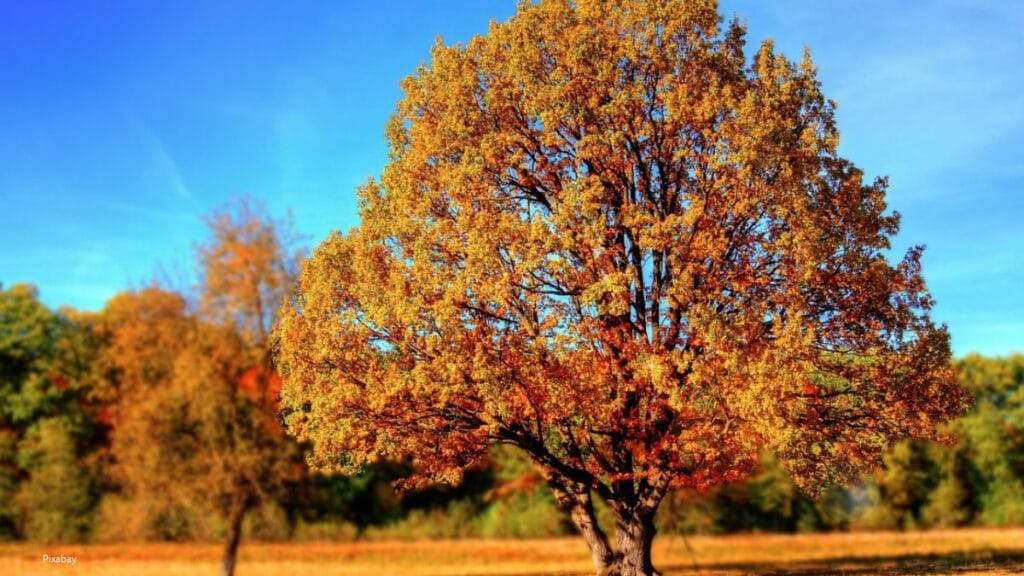 TreeTag-campagne maakt waarde van Baarnse bomen zichtbaar