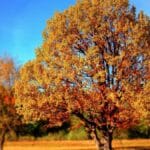 TreeTag-campagne maakt waarde van Baarnse bomen zichtbaar
