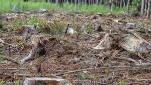Rechter geeft gemeente ruimte voor kap bijna 2.000 bomen