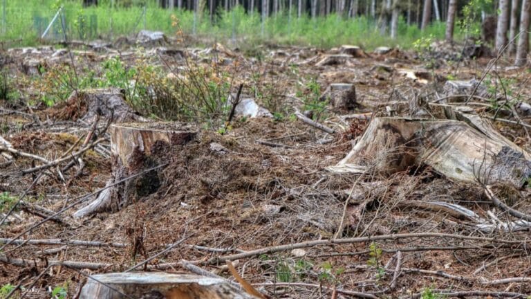 Rechter geeft gemeente ruimte voor kap bijna 2.000 bomen