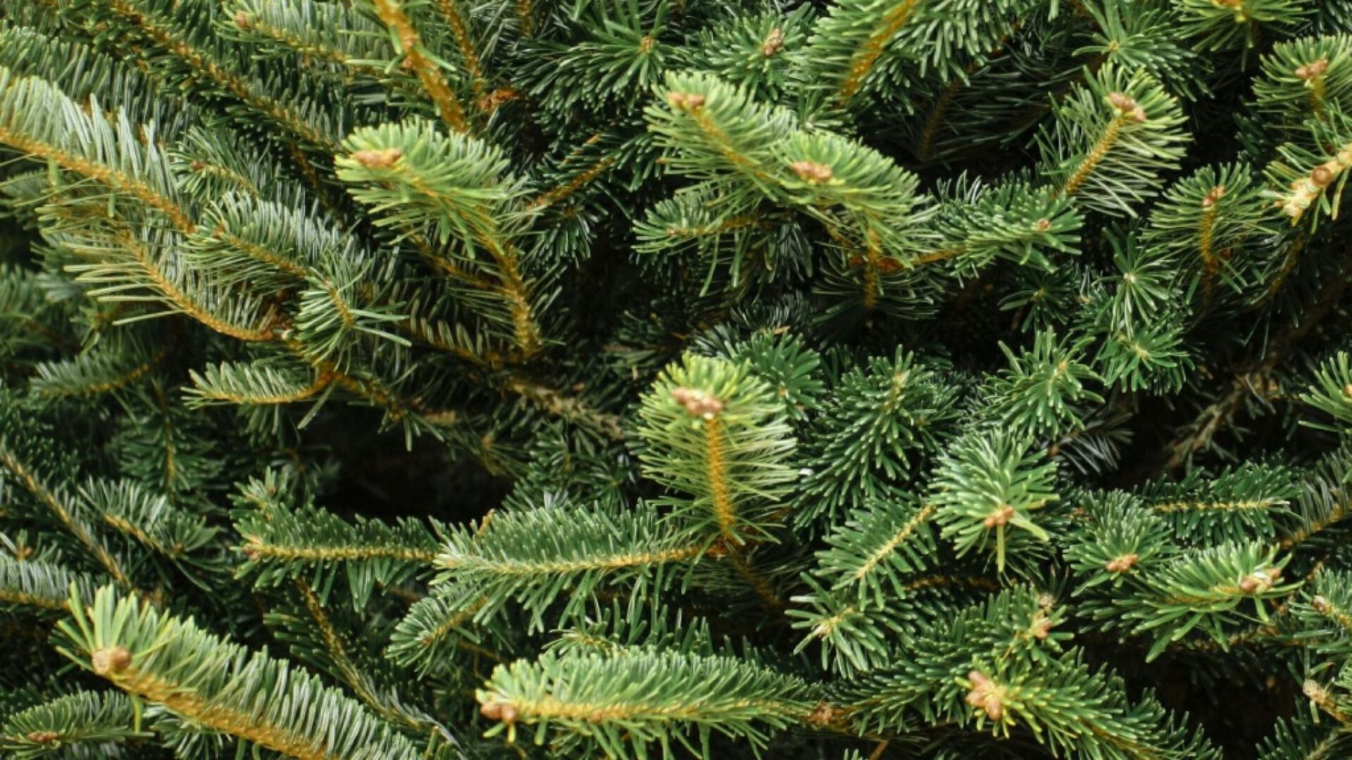 Kerstboom Aan Plafond Hangen 2025 Laura Tamarah