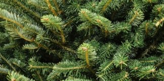 Sloper Johnny verkoopt Kerstbomen, met hart op juiste plek Kerstboom